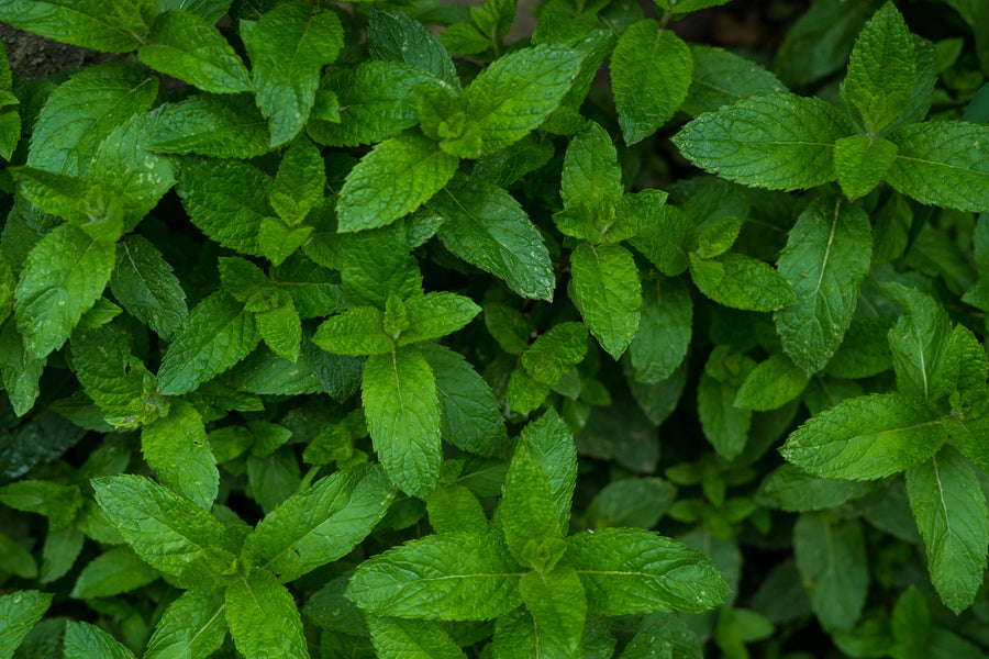 Peppermint Oil